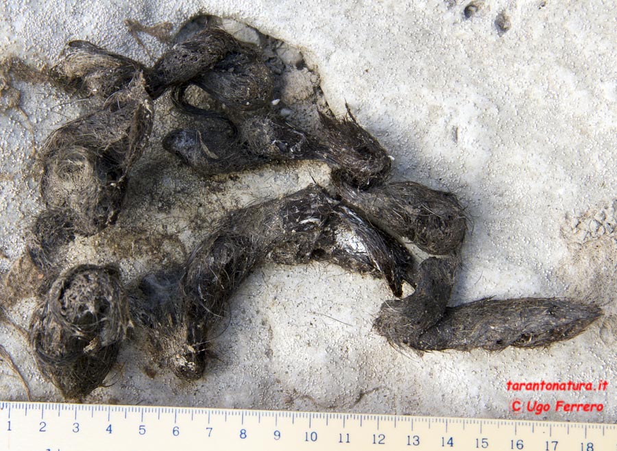 Fatte piene di pelo: lupo, volpe o.....